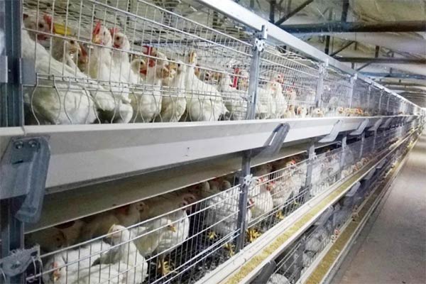 20000-Chickens-Automatic-Battery-Cage-for-Broilers-in-Nigeria