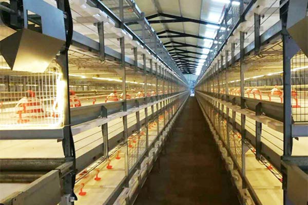 Price-of-H-Type-Broiler-Cages-for-Sale-in-Nigeria