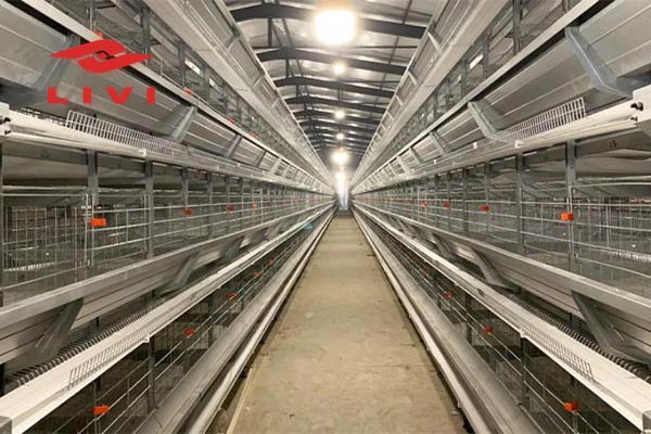 20000-chicken-cage-for-sale-in-Lagos-Nigeria-for-poultry-farming-1