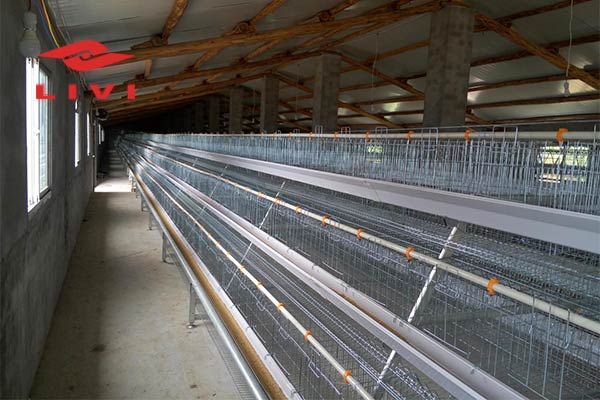 Cost-of-Rearing-10000-Layers-in-Nigeria-with-Battery-Cage-System