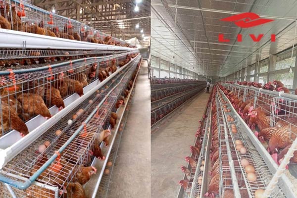 LIVI-Supply-Layers-Cage-for-Sale-in-Nigeria-with-Low-Factory-Price