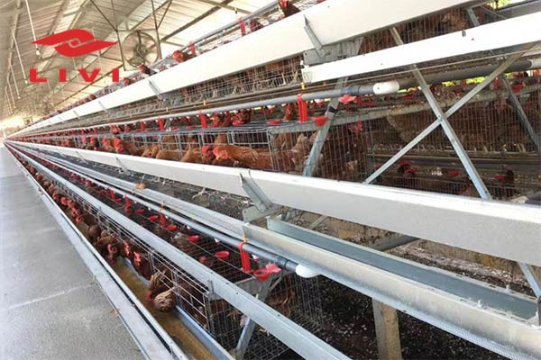 Price-of-Poultry-Battery-Cage-in-Nigeria