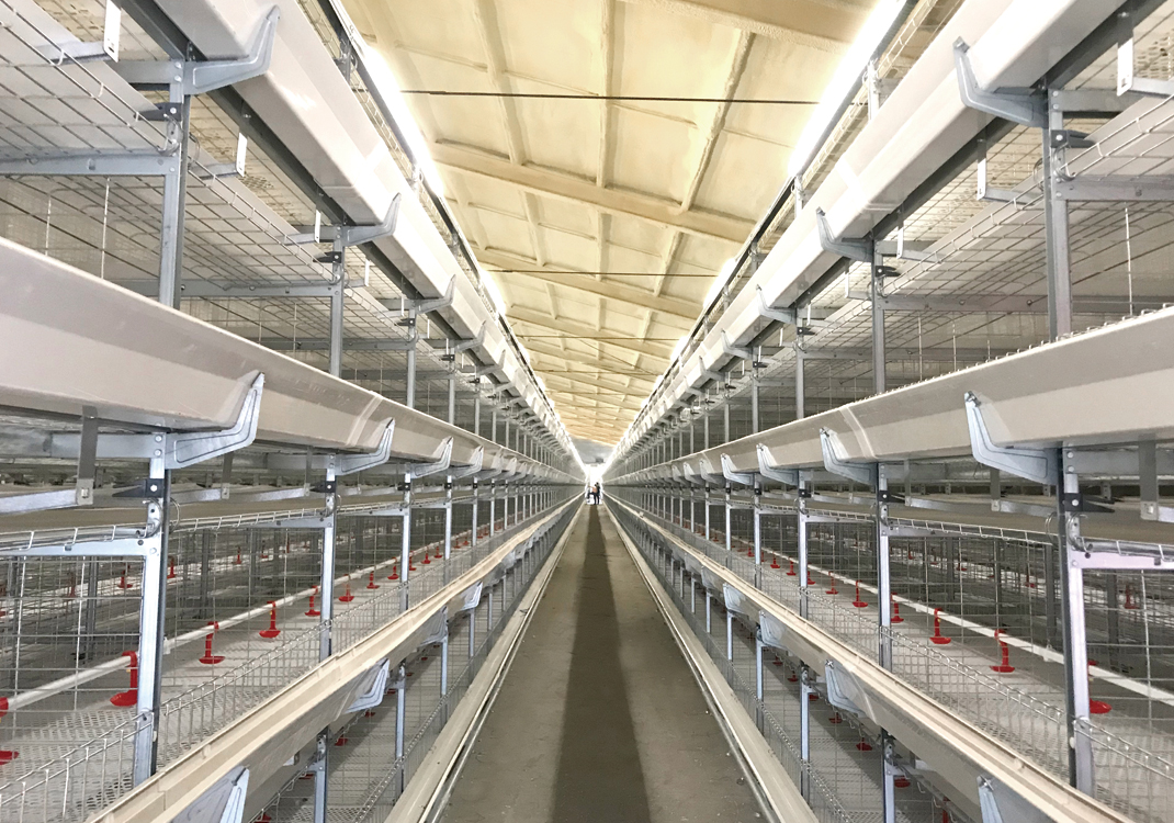 H-type-broiler-cage