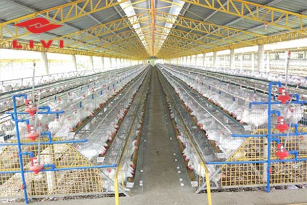 10080-Birds-Poultry-Battery-Cage-Price-in-Nigeria