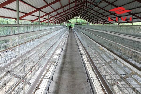 Cost-of-Poultry-Cages-in-Nigeria-Lower-Price-A-Type-Layer-Cages