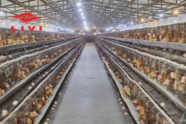 Cost-of-Rearing-10000-Layers-in-Nigeria-with-Battery-Cage-Systems