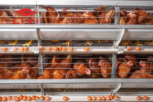 How-to-Start-Layer-Poultry-Farm-in-Nigeria-for-Beginners
